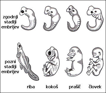 RAZMNOŽEVANJE, RAST IN RAZVOJ ŽIVALI