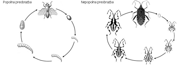 RAZMNOŽEVANJE, RAST IN RAZVOJ ŽIVALI
