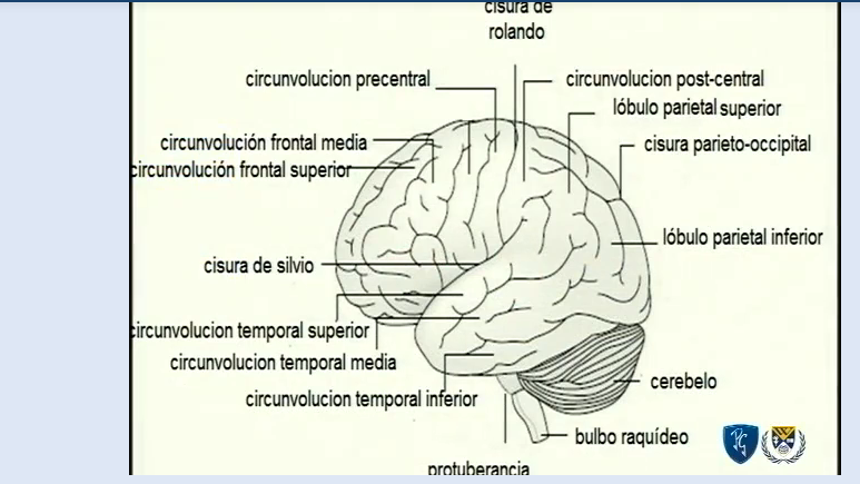 LOBULOS Y CISURAS CEREB RALES