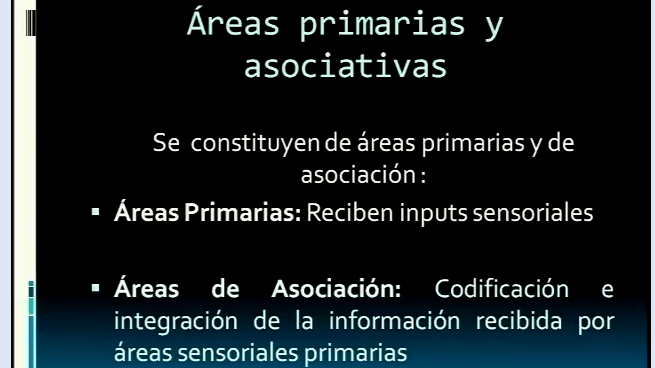HEMISFERIOS CEREBRALES