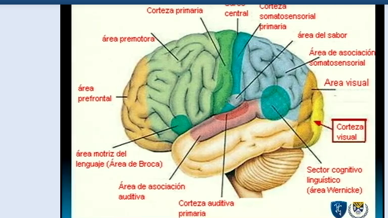 CORTE CEREBRAL LATERAL- AREAS CEREBRALES