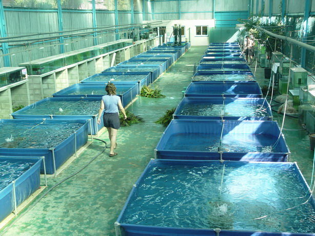 Vamos a imaginar que una empresa nos contrata para hacer un análisis al agua de los cultivos acuícolas.