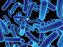 Son de gran relevancia en la alimentación humana, pero crean un medio ambiente artificial que promueve el crecimiento de diferentes espec...