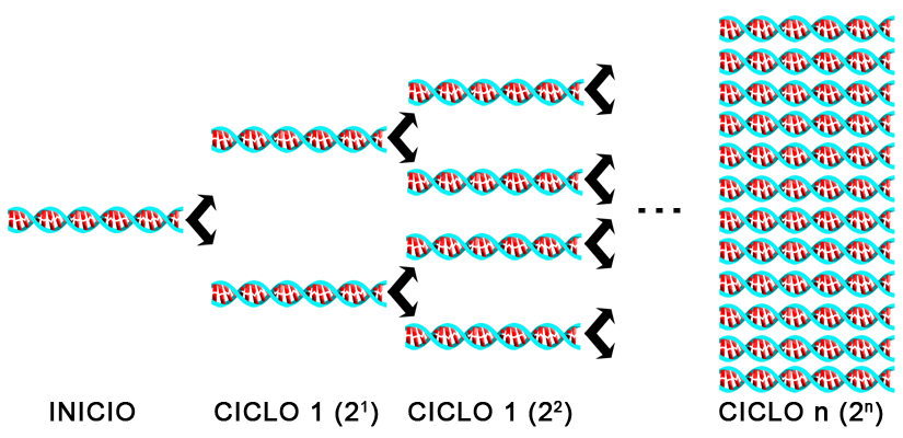 Por lo que para saber de que bacteria estamos hablando, le extraemos el ADN