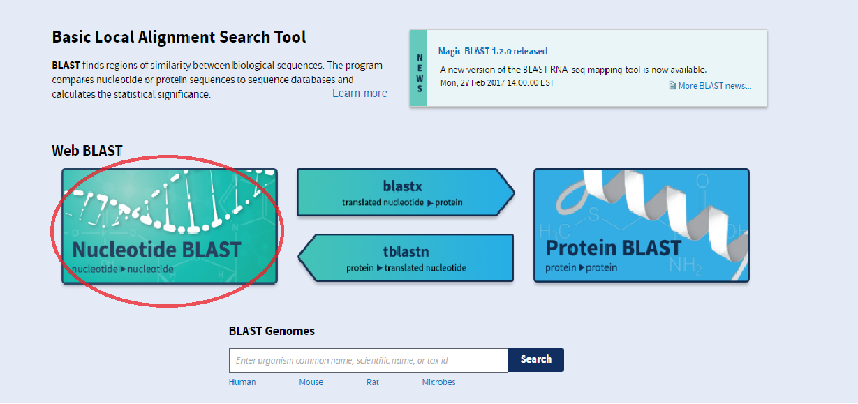 Y ya una vez que tengamos esa secuencia "Contig", vamos a ir a la página WEB llamada "BLAST"