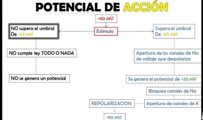 POTENCIAL DE ACCIÓN EN LA FIBRA NERVIOSA