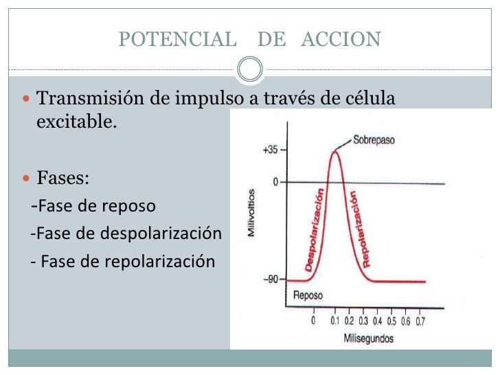 POTENCIAL DE ACCIÓN EN LA FIBRA NERVIOSA