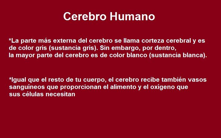 Diapositivas del Cerebro Humano - Recuperativo 25%