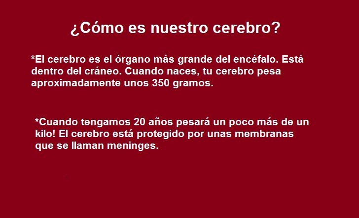 Diapositivas del Cerebro Humano - Recuperativo 25%