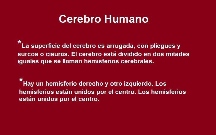 Diapositivas del Cerebro Humano - Recuperativo 25%