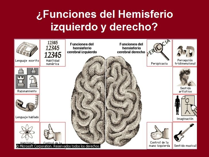 Diapositivas del Cerebro Humano - Recuperativo 25%