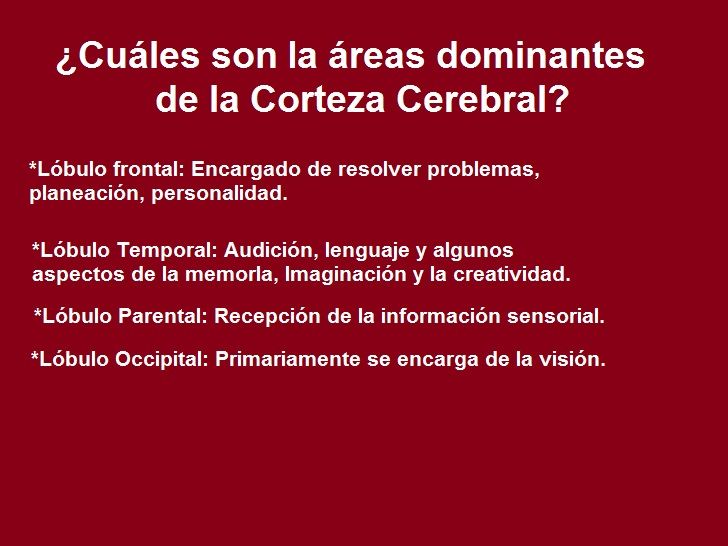 Diapositivas del Cerebro Humano - Recuperativo 25%