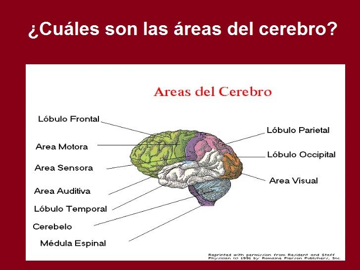 Diapositivas del Cerebro Humano - Recuperativo 25%