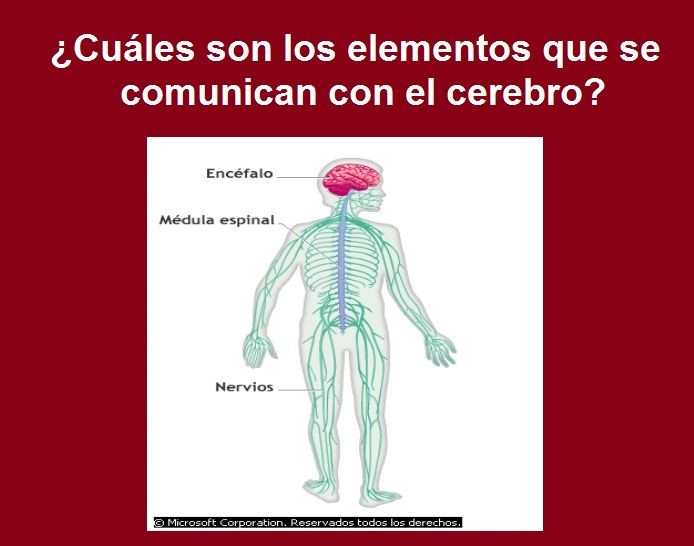 Diapositivas del Cerebro Humano - Recuperativo 25%