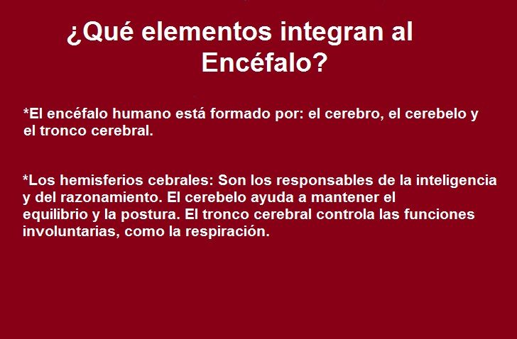 Diapositivas del Cerebro Humano - Recuperativo 25%
