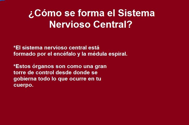Diapositivas del Cerebro Humano - Recuperativo 25%