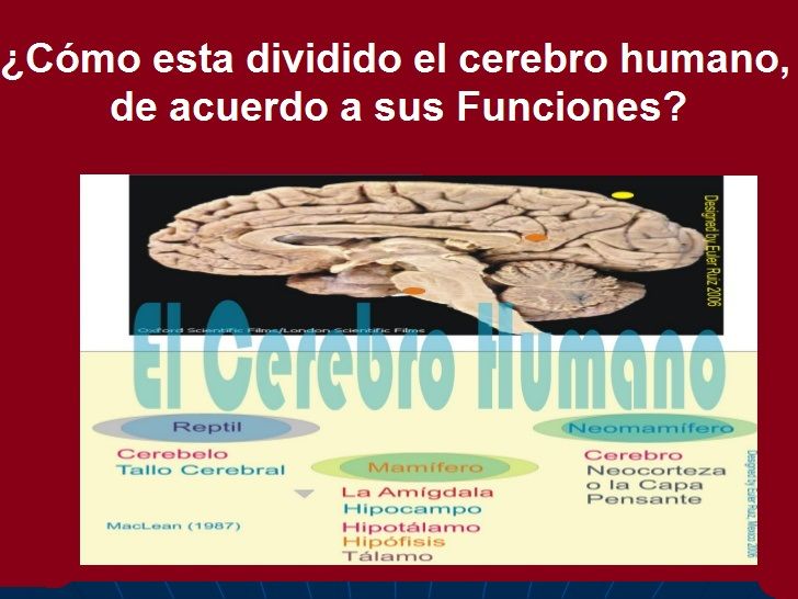 Diapositivas del Cerebro Humano - Recuperativo 25%
