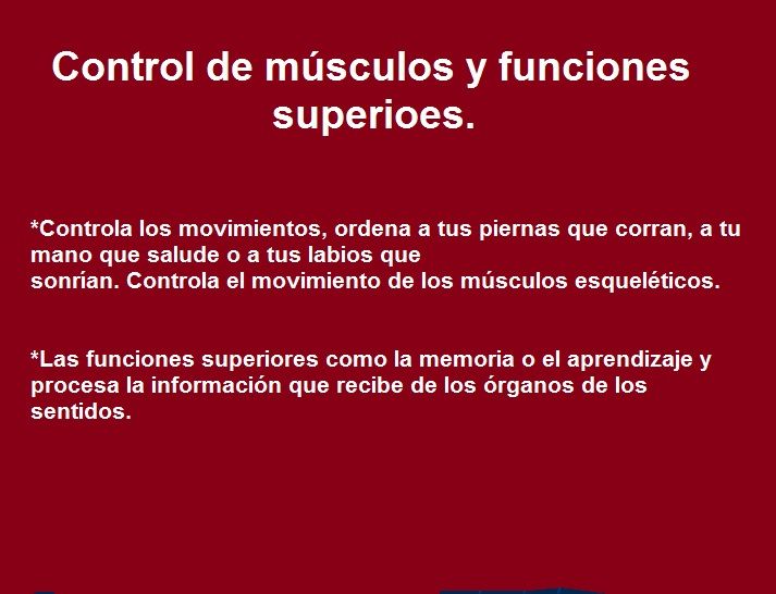 Diapositivas del Cerebro Humano - Recuperativo 25%