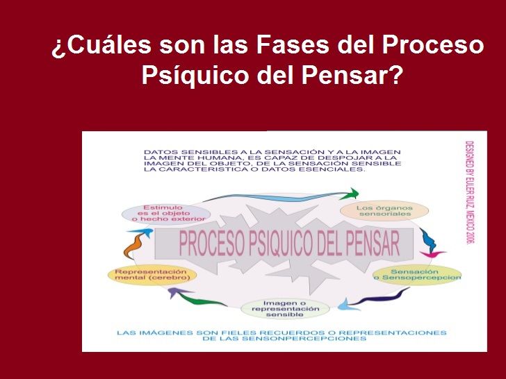 Diapositivas del Cerebro Humano - Recuperativo 25%