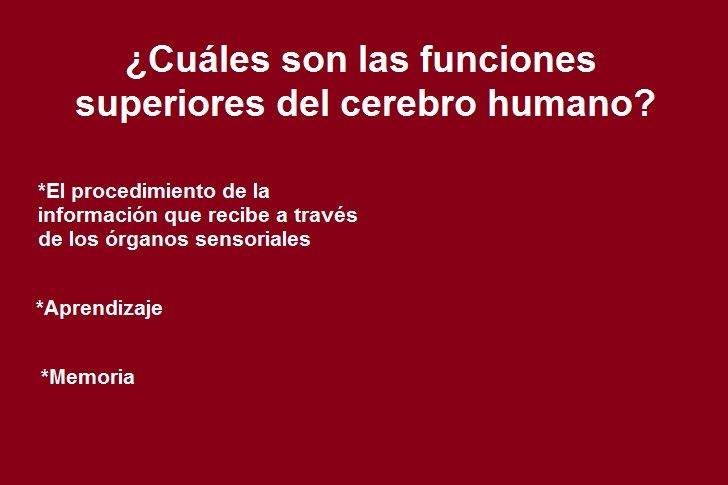 Diapositivas del Cerebro Humano - Recuperativo 25%