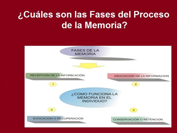 Diapositivas del Cerebro Humano - Recuperativo 25%