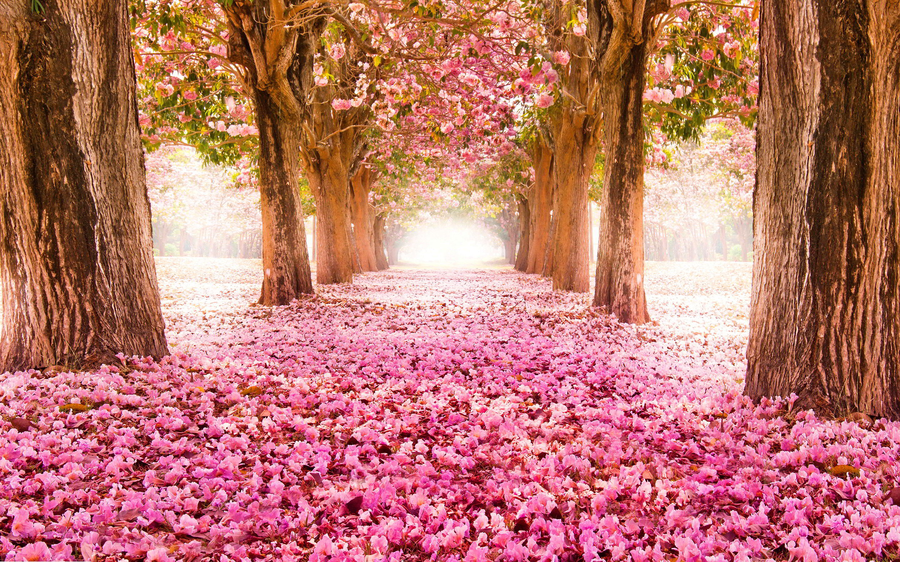 Spring