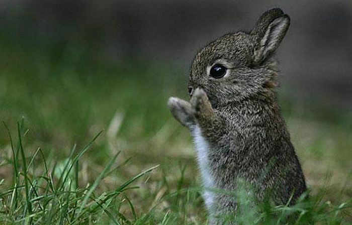 DESCRIPCIONES DE ANIMALES, OBJETOS,PERSONAS Y PAISAJES