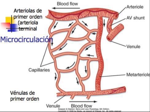 Microcirculación y circulación linfática
