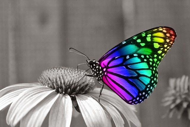 PAPILLON