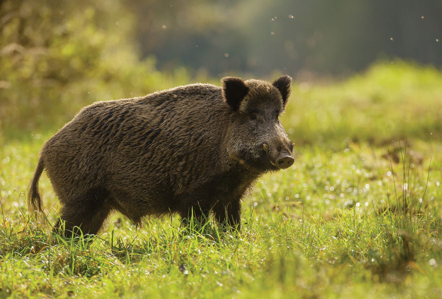 Podobny jest do świni. Jest zły i ma ostre kły.