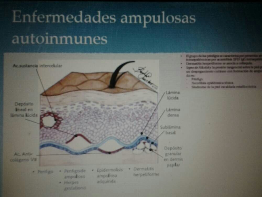 DERMATOLOGIA 1.2 LESIONES CÚTANEAS ELEMENTALES