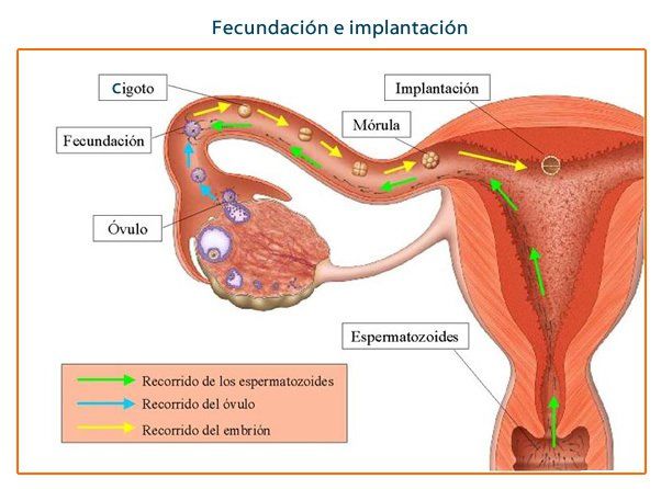El Inicio De La Vida Genética Y Desarrollo Prenatal