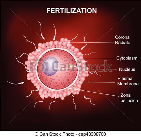 El Inicio De La Vida Genética Y Desarrollo Prenatal