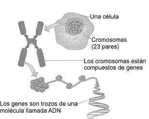 El Inicio De La Vida Genética Y Desarrollo Prenatal