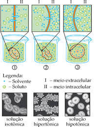 Membrana plasmática
