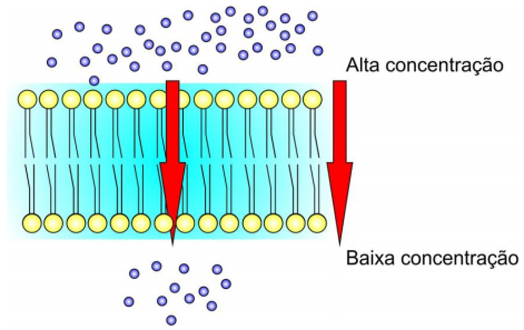 Membrana plasmática