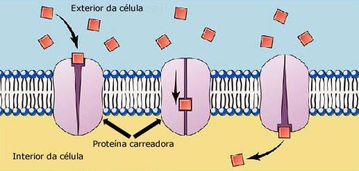 Membrana plasmática