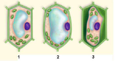 Membrana plasmática