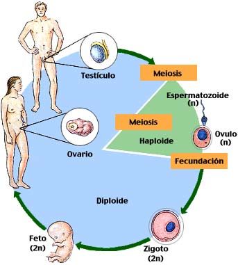 El Inicio De La Vida Genética Y Desarrollo Prenatal