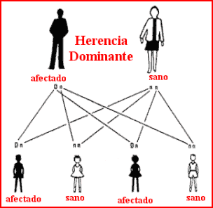 El Inicio De La Vida Genética Y Desarrollo Prenatal