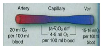 Microcirculación y circulación linfática