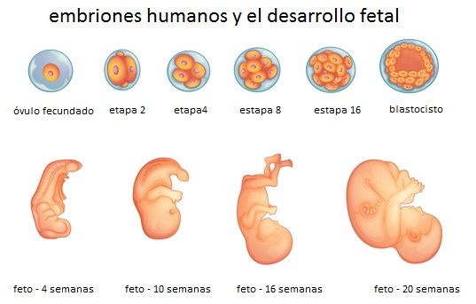 El Inicio De La Vida Genética Y Desarrollo Prenatal