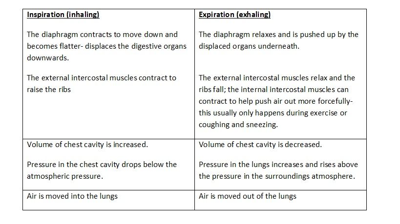 Inhaling and Exhaling: