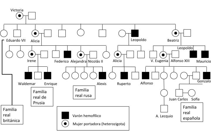El Inicio De La Vida Genética Y Desarrollo Prenatal
