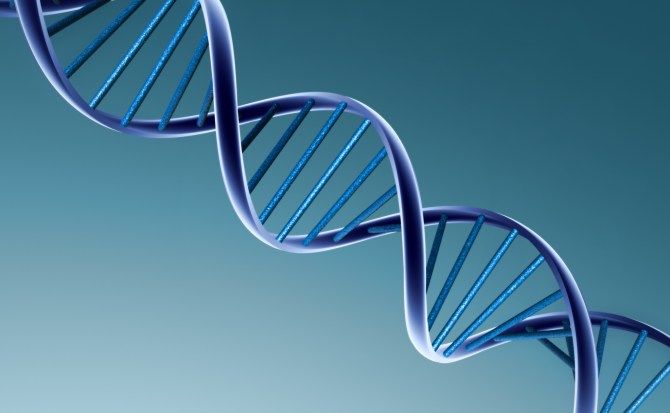 El Inicio De La Vida Genética Y Desarrollo Prenatal