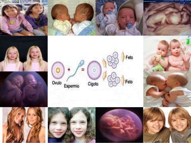 El Inicio De La Vida Genética Y Desarrollo Prenatal