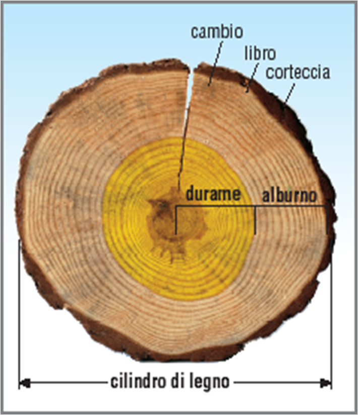 come è fatto il CILINDRO dell'albero?