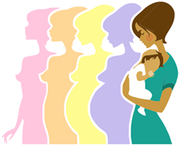 El Inicio De La Vida Genética Y Desarrollo Prenatal