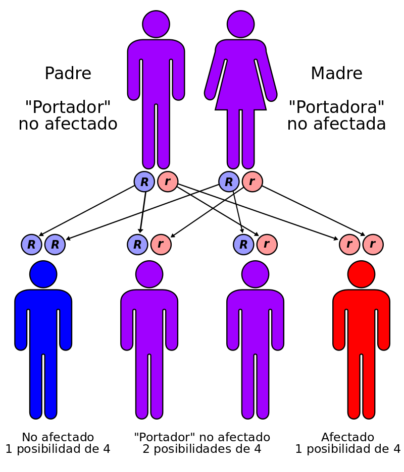 El Inicio De La Vida Genética Y Desarrollo Prenatal
