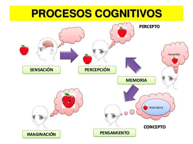 Estudio del conocimiento procedimental, experiencia y rendimiento en jugadores de voleibol